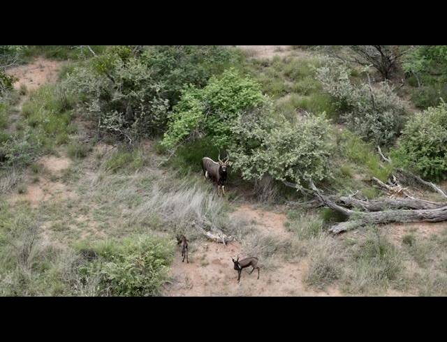 FARM FOR SALE IN SENTRUM